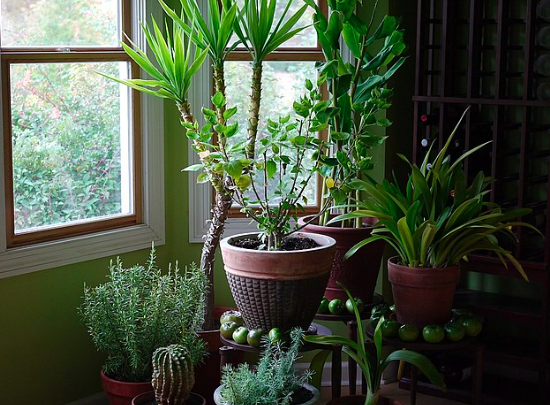 Як правильно доглядати за кімнатними рослинами?